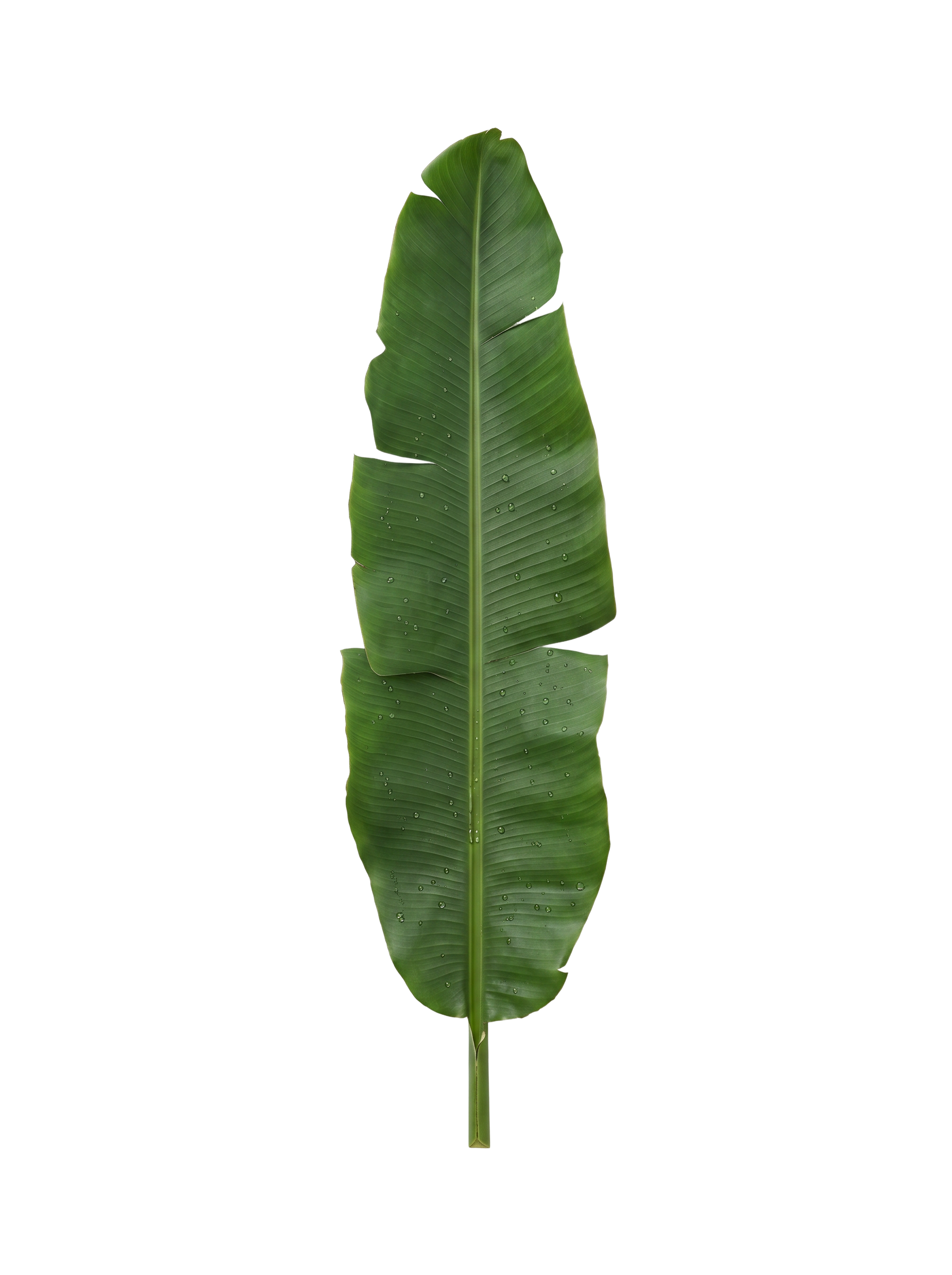 Abaca Leaf