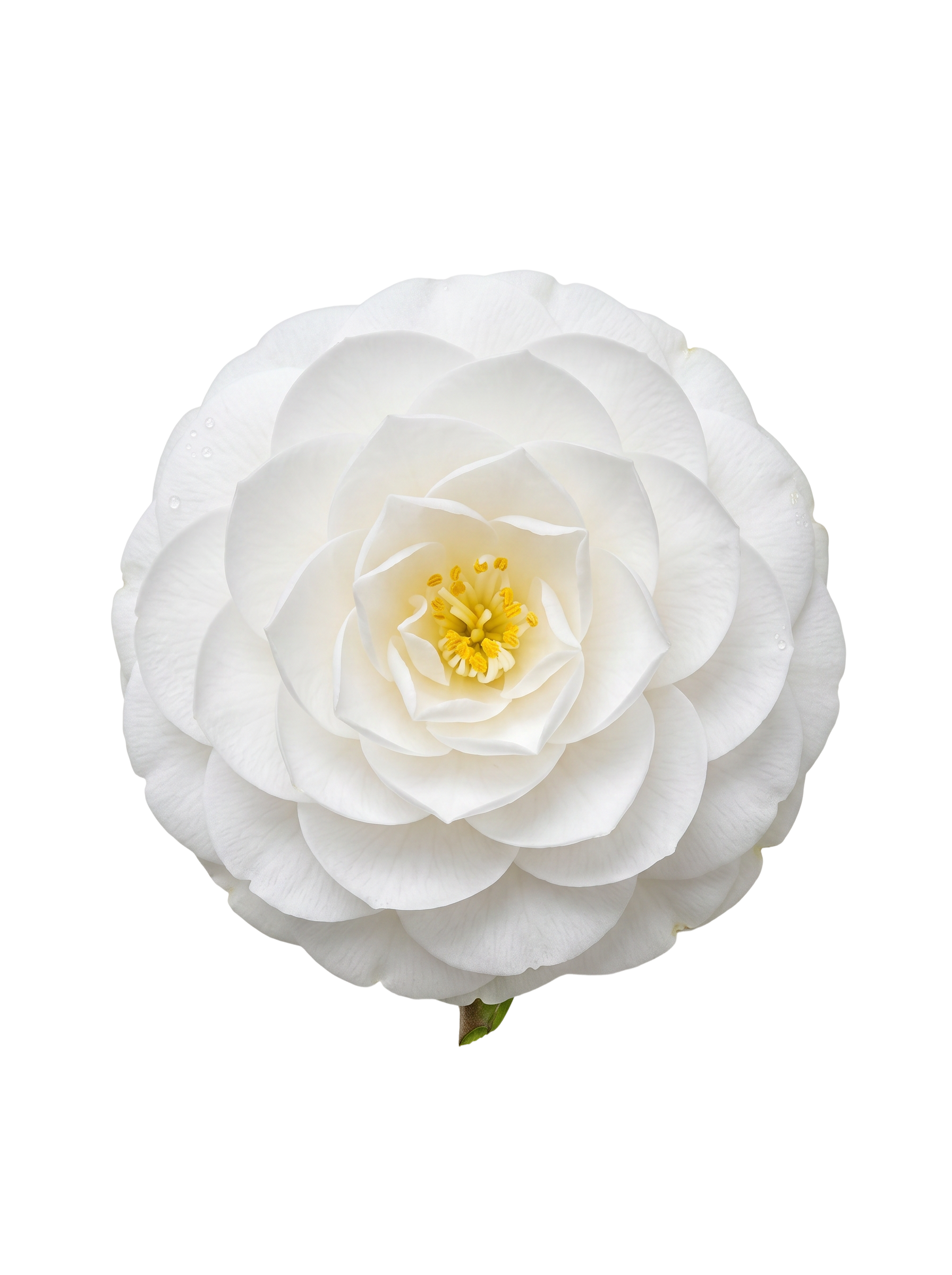 Camellia Oil