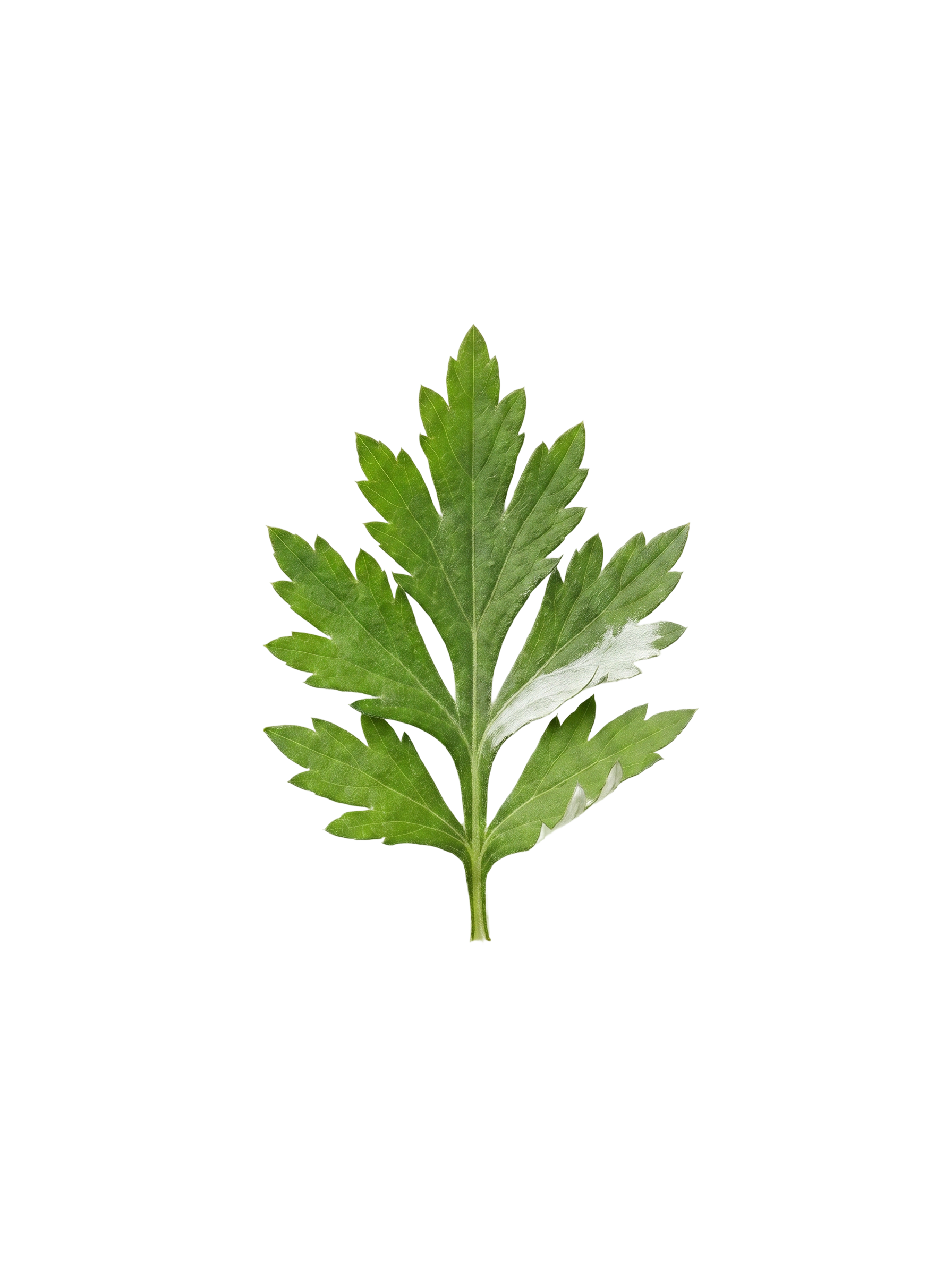 Yomogi