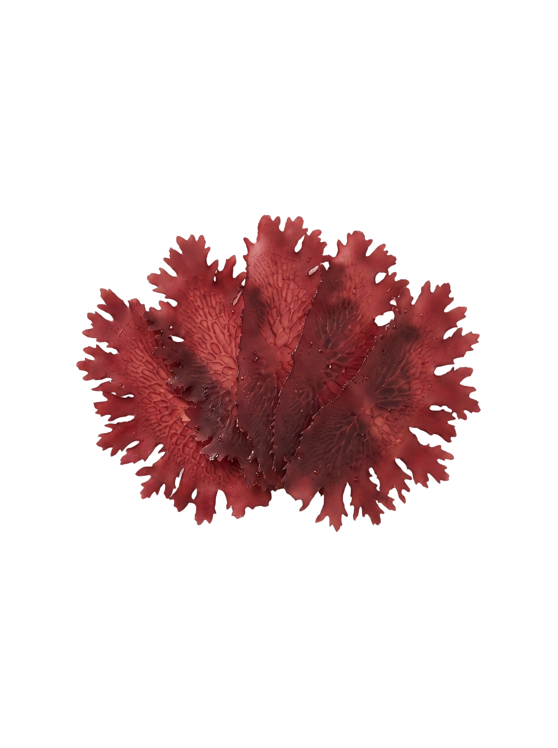 Red Algae