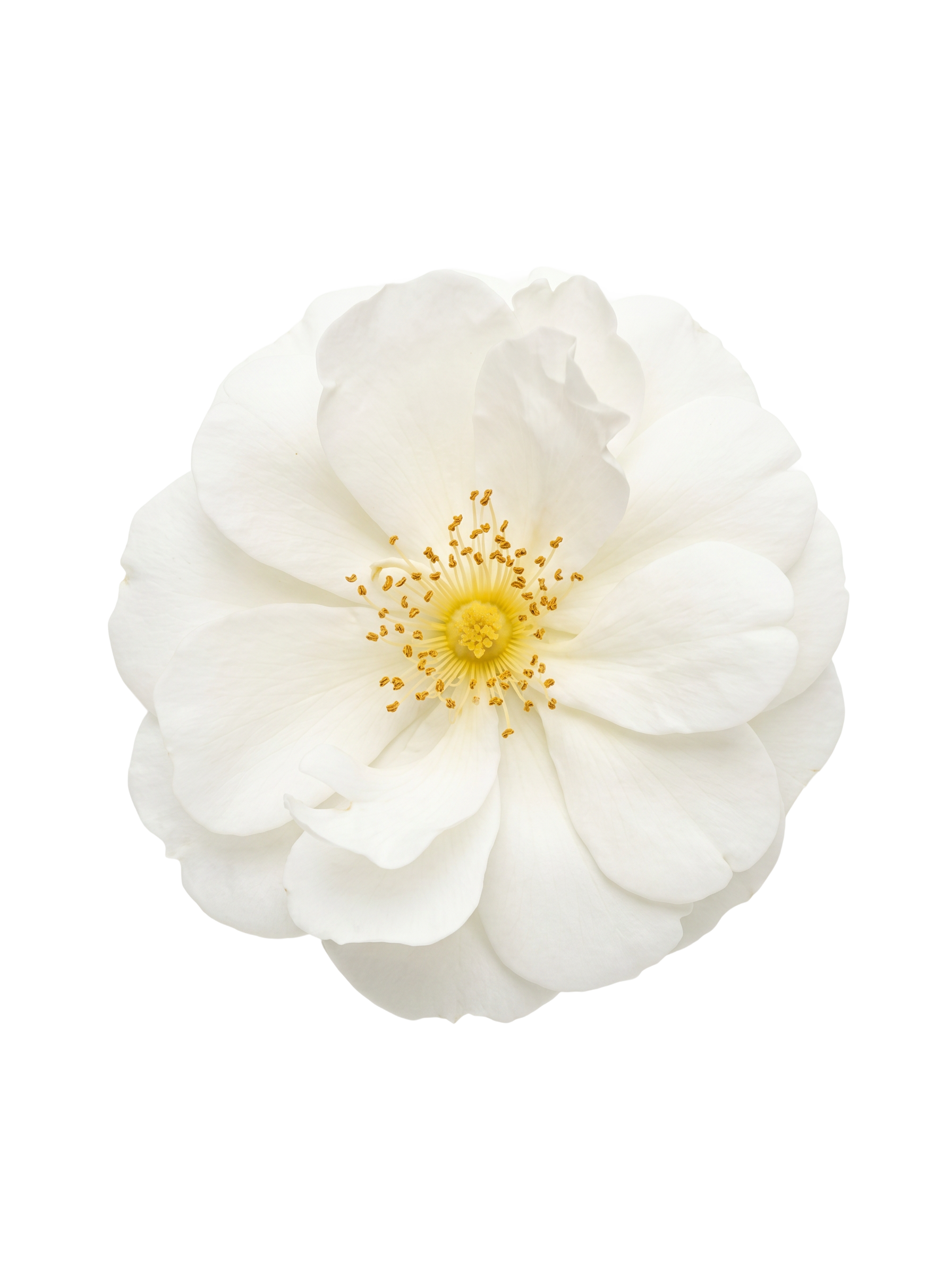 Wild Rose