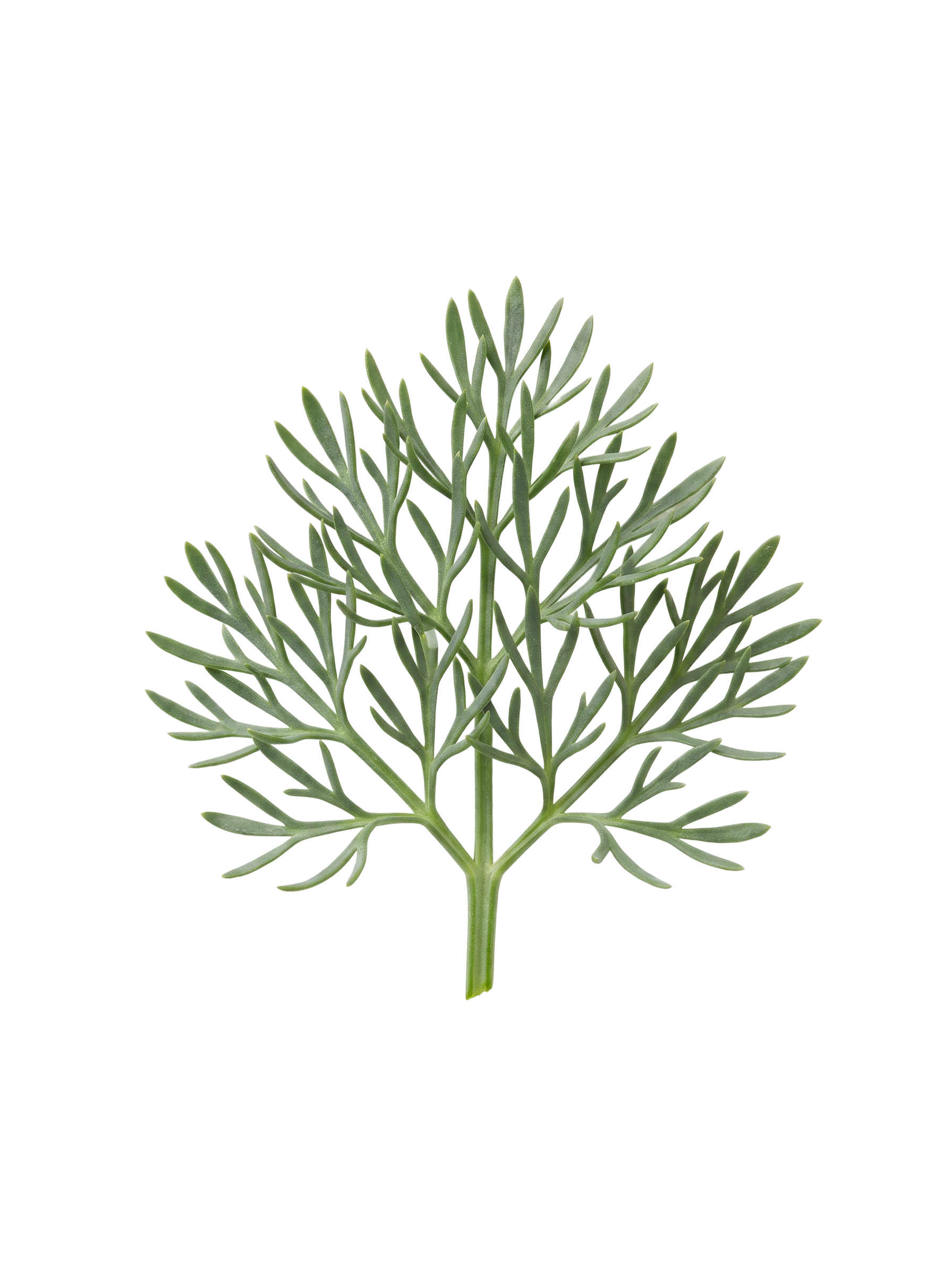 Sea Fennel Extract