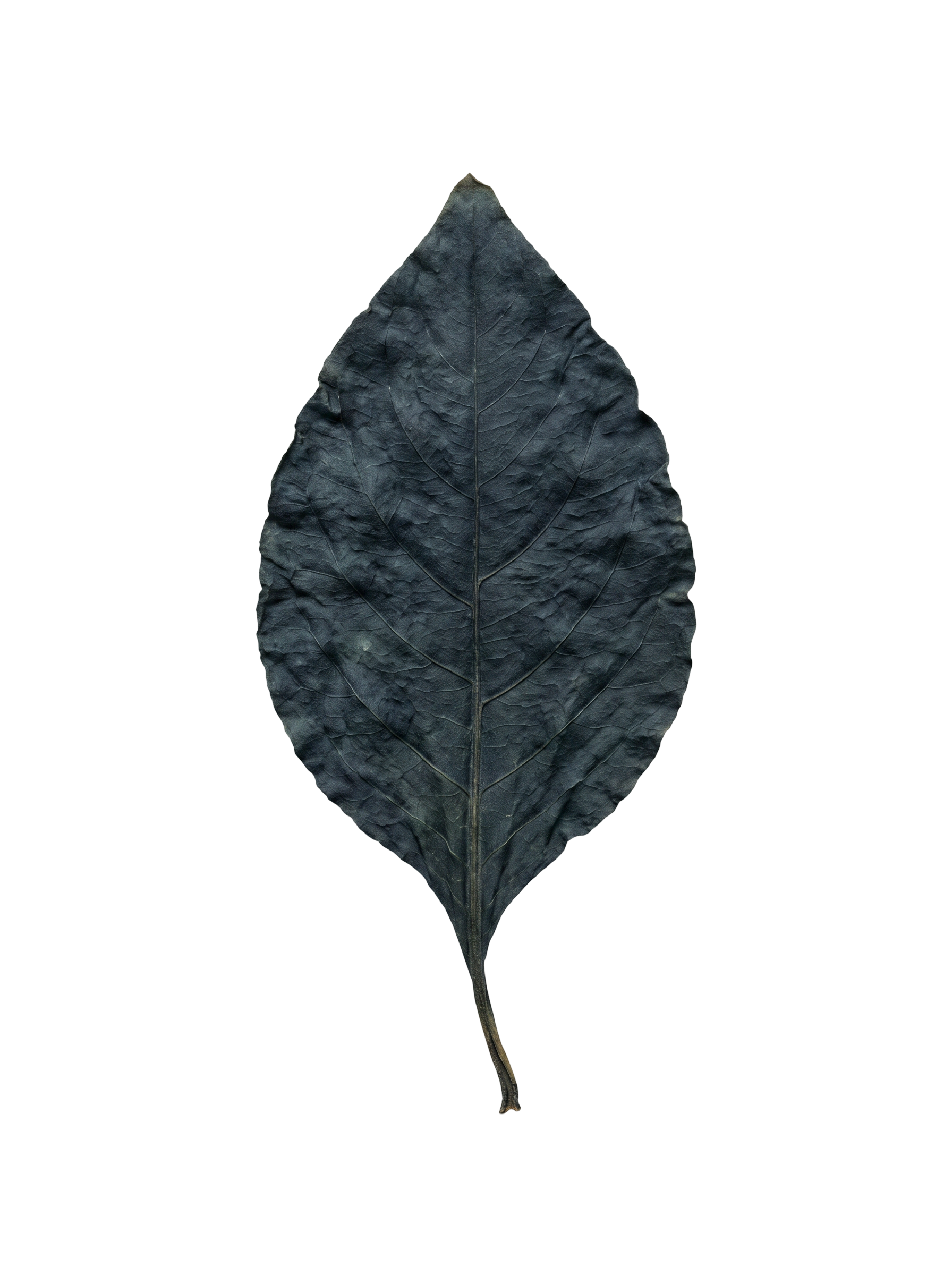 Japanese Indigo