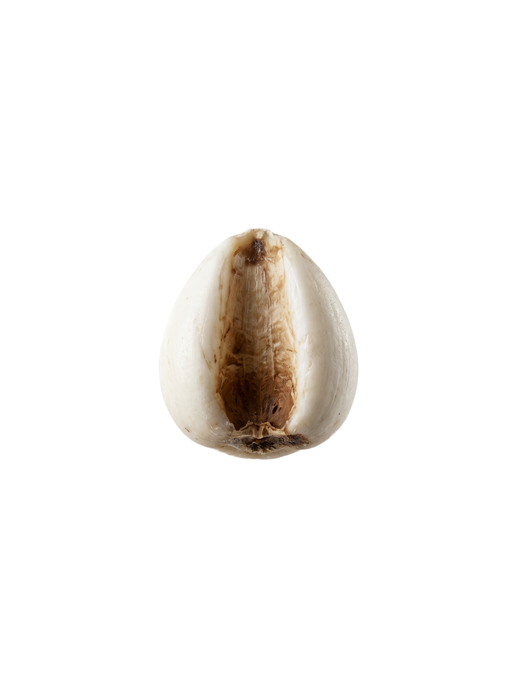 Coix Seed Extract