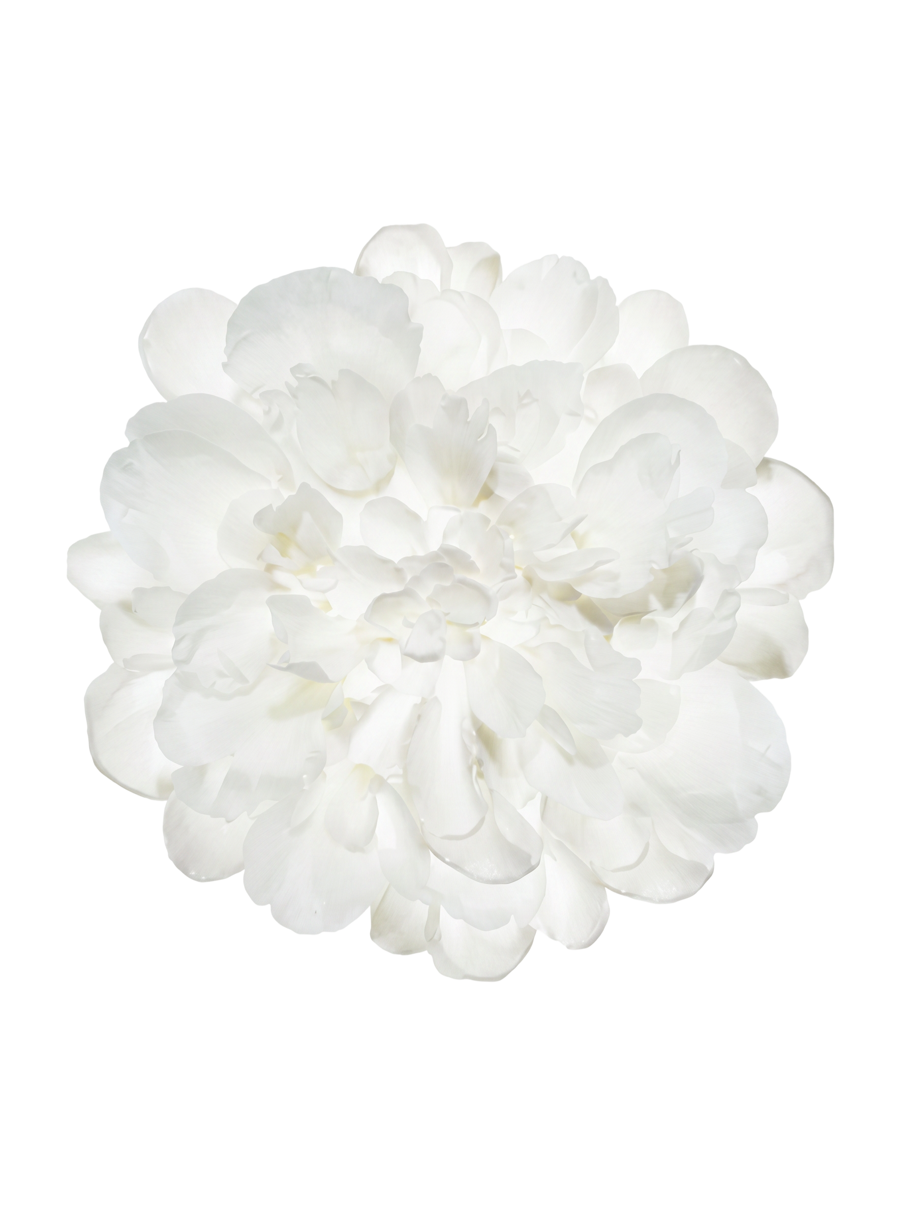 Peony